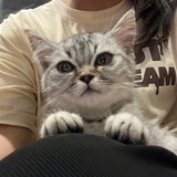 一个普通momo