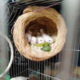 屋顶会着火