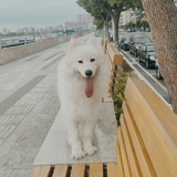 果冻滚得动