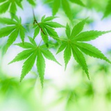 明月清风