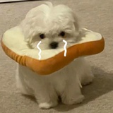 小狗和面包