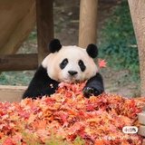 蓬山小土皮蛋蛋