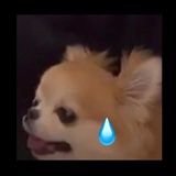 糖糕