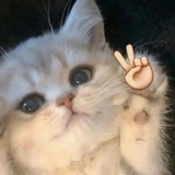 可乐喵
