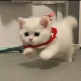 一丘之貉