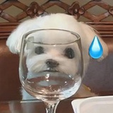桥本樱樱
