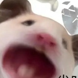 新机拉奶