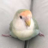 野渡