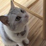 小东西不许哭