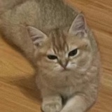 饼干太干了