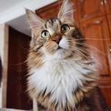 方丈的猫