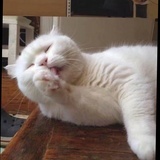 陈苗苗