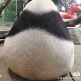 我壳绿