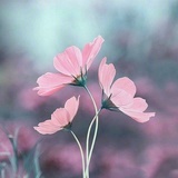 冰凌花
