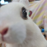 银河系系主任