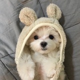 可乐要加冰