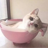 半柠半橘