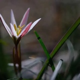 兰馨