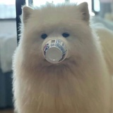 喜欢小狗
