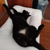 二粽