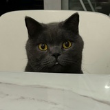 迪哥