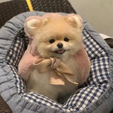 执笔未遂