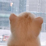 桃子🍑
