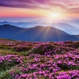 陌上花开