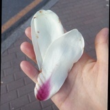 走过海棠暮