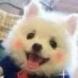 樱桃丸子🐰