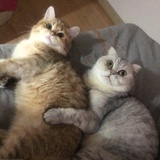🐱喵ྉ～