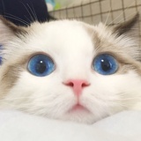 我有两只猫
