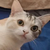 松叶