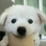 更生让梨
