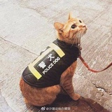 我原来叫苏小缺