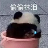 爱小狗有错吗