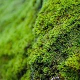 Moss