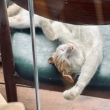 睡觉啊猫
