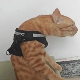 「各站停靠」