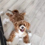 哈喽哎