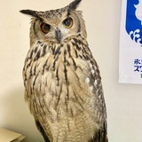两足冠毛兽AX12