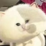 doyoo