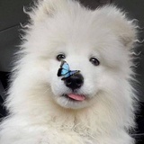 yaoluuu
