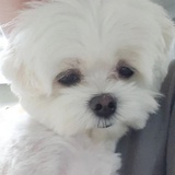 阿華田