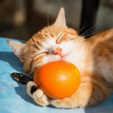 小橘来也🍊
