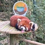 锵锵