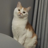 狐狸想去昆仑山
