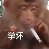 仙子狗尾巴花