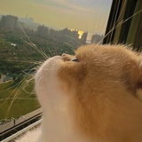 曦