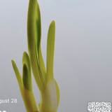 Sophie_
